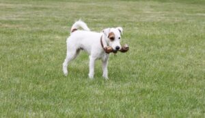 Hund mit Knochen