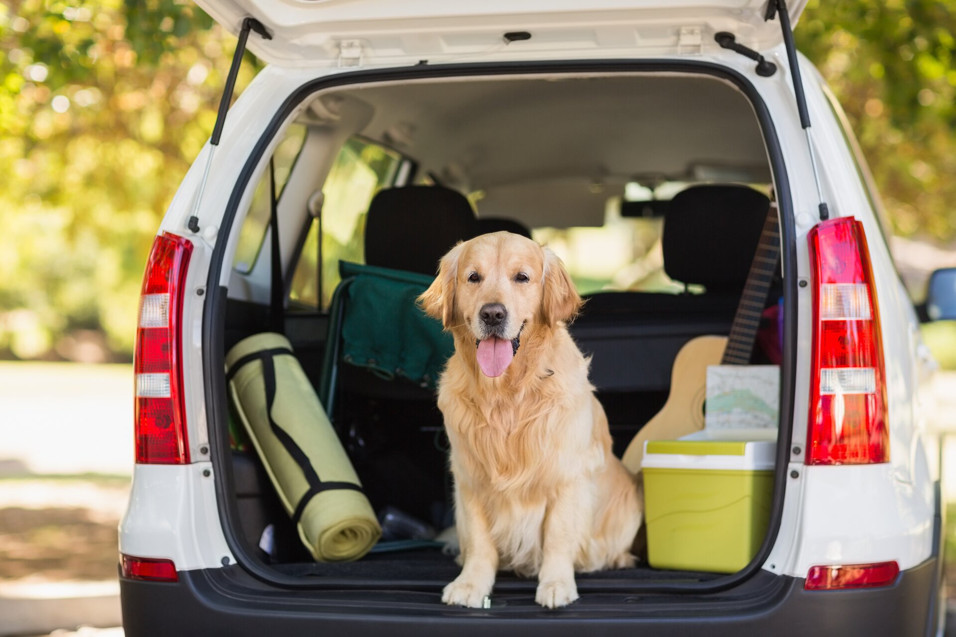 Urlaub mit dem Vierbeiner: Reisetipps für Hundebesitzer